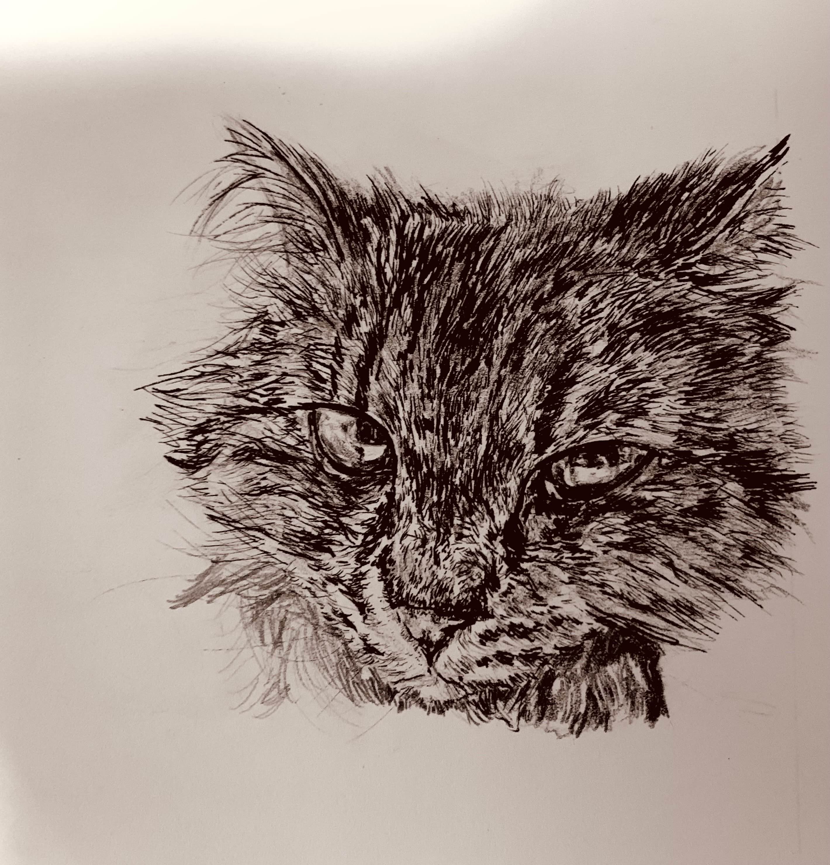 Cat Ann 1 Cat Illustration 1